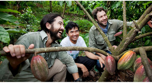 hạt cacao thật sự chất lượng