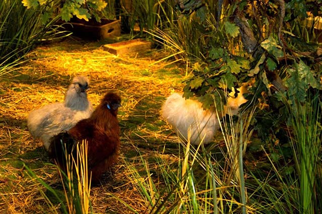 nhà hàng động vật